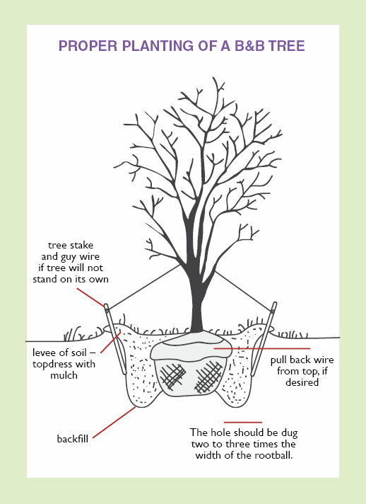 planting diagrampng
